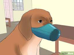 The other dog should stop fighting when it sees its opponent move away. How To Stop Your Dog From Biting Other People 12 Steps