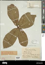 Image result for Cordia goetzei