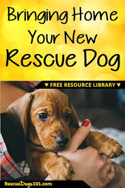 Bringing Your New Dog Or Puppy Home And The 3 3 3 Rule Rescue Dogs Dog Care Dogs