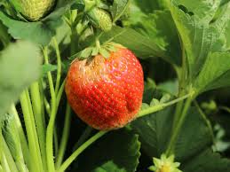 Während einmaltragende, großfruchtige gartenerdbeeren bevorzugt im sommer gesetzt werden. Erdbeere Korona S Fragaria Korona S Baumschule Horstmann