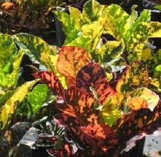 Image result for Croton longipedicellatus