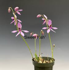 Image result for Ancistrorhynchus