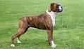 Boxer Dog Breed Information and Pictures