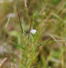 Image result for Monsonia senegalensis