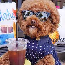 Dog Drinking Coffee Style Cute Baby Animals Cute Dogs Funny Animals