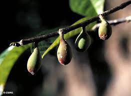 Image result for Antiaris