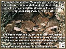 Tips For Rabbit Nests If You Think They Are Abandoned You Can Gently Feel Their Stomachs To See If They Have Been F Wild Bunny Baby Animals Baby Animals Funny