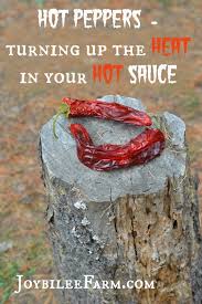 Hot Peppers Turning Up The Heat In Your Hot Sauce Recipes