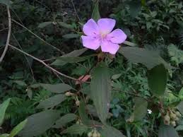 Image result for Melastomastrum