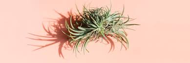 The term lateral comes from the fact that they grow laterally off the primary root that extends from the stem. Air Plant Care Guide Growing Information Tips Proflowers Blog