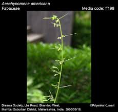 Image result for Aeschynomene uniflora
