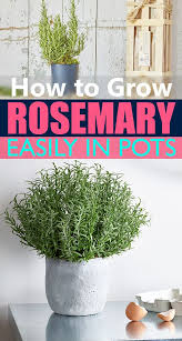 We did not find results for: How To Grow Rosemary Easily In Small Space Growing Rosemary Indoors Growing Rosemary Rosemary Plant