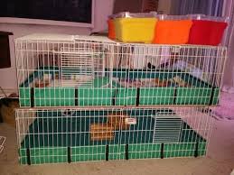 Minimum cage size for 3 guinea pigs. Pin On G U I N E A P I G S