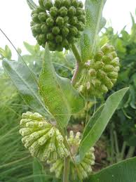 Image result for Asclepias foliosa