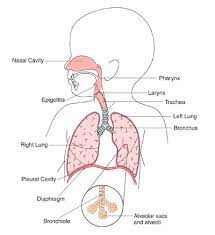 Cystic Lung Disease Boston Children S Hospital
