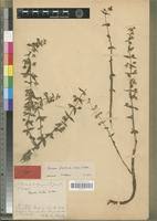 Image result for Bacopa floribunda