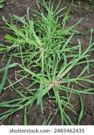 Image result for Echinochloa
