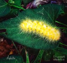 We did not find results for: American Dagger Moth Caterpillar Photograph By Marylee Parker