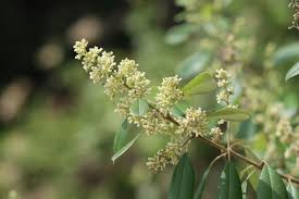 Image result for Ozoroa gomesiana