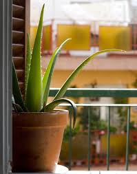 Those that are top heavy, leaning over, and have several pups, are all good i had a couple of aloe vera plants on my windowsill in the kitchen. Why Is My Aloe Vera Plant Turning Brown 9 Easy Solutions Smart Garden Guide