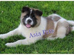 Get matched with a pupper from a responsible akita breeder near you. Akita Puppy For Sale In Mysore At Best Price