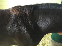 Know Your Ringworm From Your Rain Rot Us Equestrian Rain scald (also known as dermatophilosis, tufailosis, rain rot or streptothricosis) is a dermatological disease affecting cattle and horses. know your ringworm from your rain rot