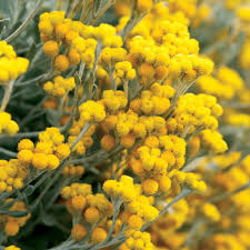 Maybe you would like to learn more about one of these? 34 Types Of Yellow Flowers For A Beautiful Garden Proven Winners