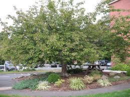 The kwanzan cherry, a cultivar of the flowering cherry (prunus serrulata), produces showy, deep pink blooms in spring and brilliantly colored orange, yellow or copper foliage in the fall. Kwanzan Cherry Tree Exploring Boston 39 S Urban Forest Inaturalist