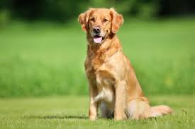 Image result for golden retriever