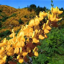 Image result for Aptosimum junceum