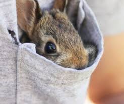 Cei cu probleme au temperatura corpului mai scăzută, mișcări slabe și o piele ce prezintă cute. Iepuri