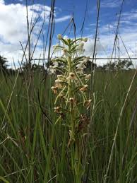 Image result for Habenaria zambesina