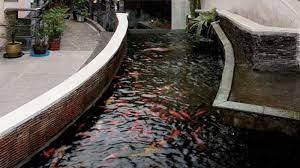 Granular berfungsi mempertahankan kadar chlorin agar tetap pada level ideal dan menghambat pertumbuhan lumut. Agar Kolam Ikan Tak Mudah Keruh Airnya Selalu Jernih Tribunnews Com Mobile