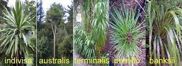 Maybe you would like to learn more about one of these? Cordyline Cabbage Trees Bushmansfriend