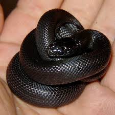 King Snake Image