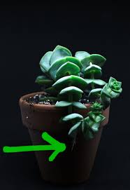 If you put your monstera's aerial roots in water, they might grow, but they're not particularly likely to produce a pup. Why Are My Succulents Growing Aerial Roots A Guest Post