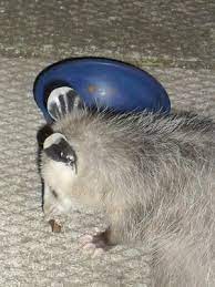 Hamilton Possum Possum Cute Cats Opossum