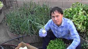 Use a knife to cut the onion's layers from the sprouts. Plant Your Sprouted Onions To Make More Onions Youtube