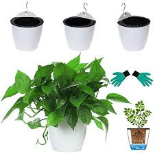 The reservoir can hold up to 10 ounces of water. Deelf Outlet 3 Packs 7 3 Large Plastic Self Watering Pots Wall Hanging Planters Wall Mounted Wicking Flower Pots For Indoor And Outdoor African Violet Ocean Spider Plant Orchid White Amazon Ae