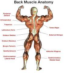 In this plan, your first month of training will be demanding, but not so demanding as no worries: Muscle Anatomy Muscle Anatomy Muscle Names Back Muscles