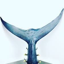 Profile for Taxidermie