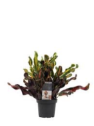 Image result for Codiaeum