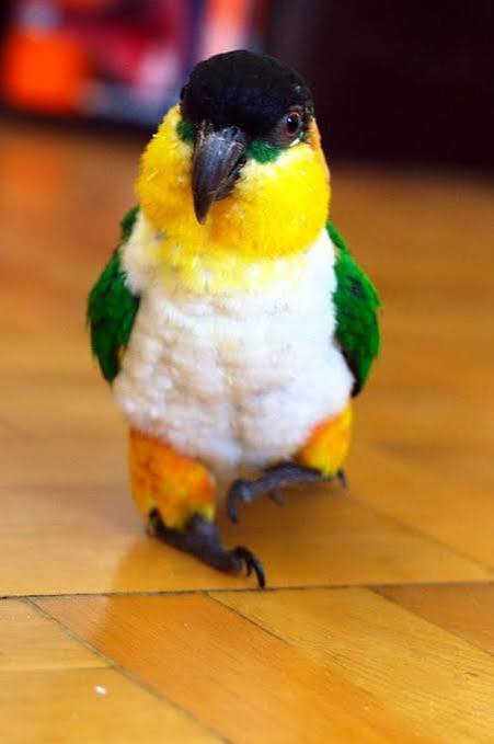 Black-headed Parrot | World Parrot Trust