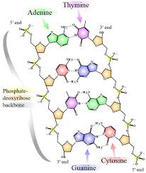 Nucleotide Laesning Dna Videnskab