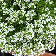 The alyssum flower commonly referred to as the sweet alyssum is a popular choice for landscaping across the country. White Sweet Alyssum