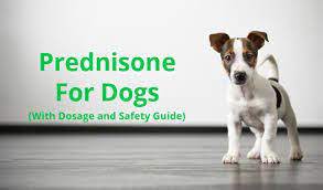 Prednisone And Prednisolone For Dogs Uses Dosage And Side Effects Dogtime Prednisone Boxer Puppies Dogs