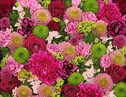 They are tall like 4 feet approx. Beautiful Bunch Of Colorful Flowers Photograph By Lubilub