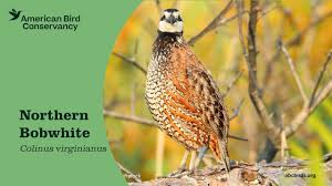 Image result for quail