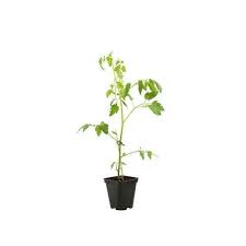 Herzförmige, säurearme früchte mit tollem geschmack. Plant De Tomate Fleurette F1 Pot De 0 5 Litre Truffaut