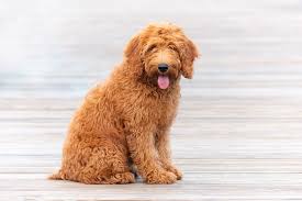 How often does a goldendoodle need to be trimmed in the first year. Petite Goldendoodle Complete Guide Info Pictures Care More Pet Keen